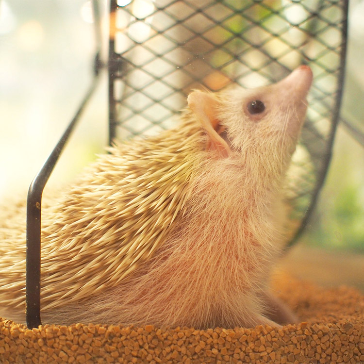 Hedgehog