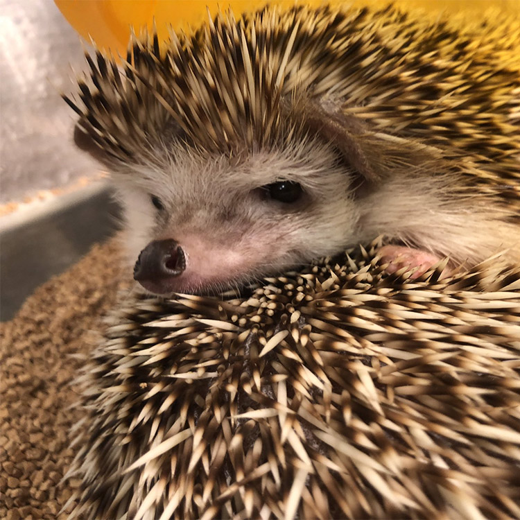 Hedgehog