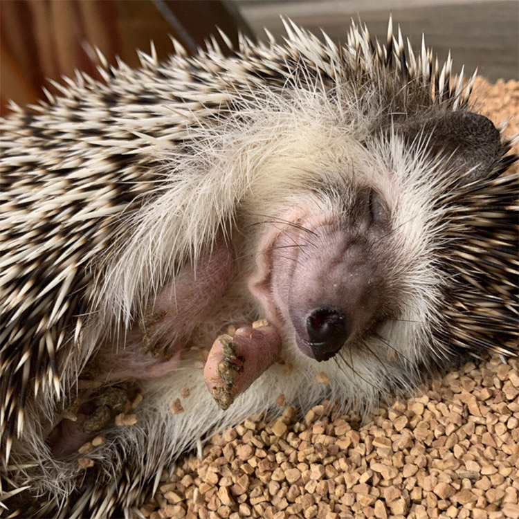 Hedgehog