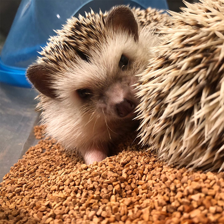 Hedgehog