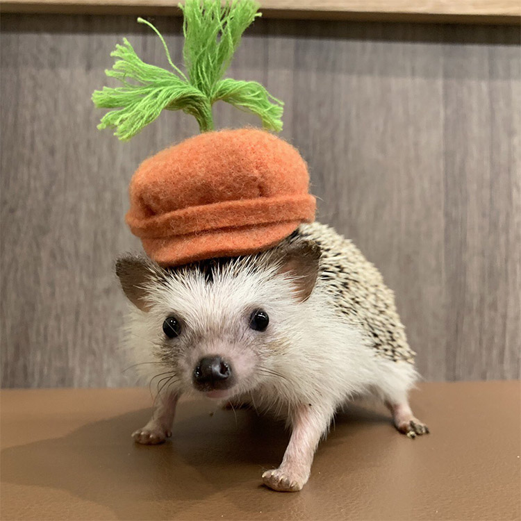 Hedgehog